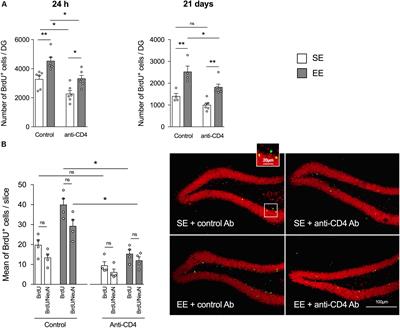 CD4+ T Cells Have a Permissive Effect on Enriched Environment-Induced Hippocampus Synaptic Plasticity